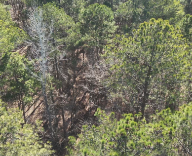 Forest Drone View