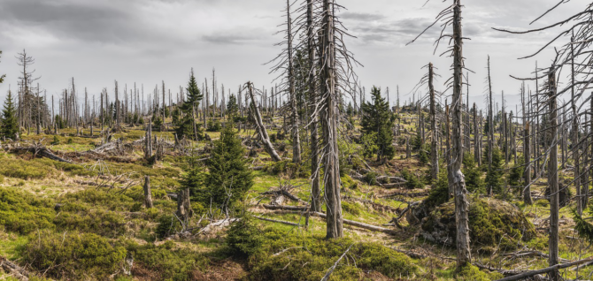 Dead Forest