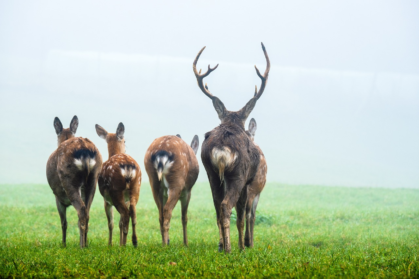 deer with a pack of does