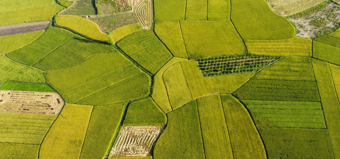 Agriculture Fields